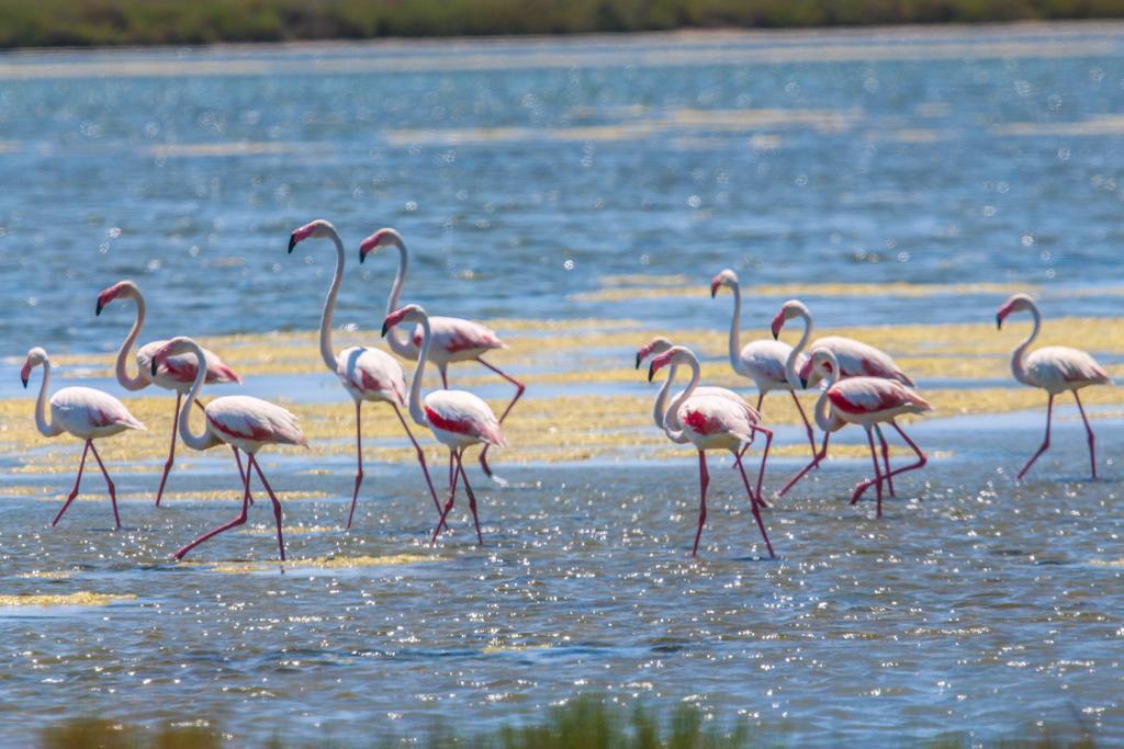 Brasilia Hotel Palavas-les-Flots Kültér fotó